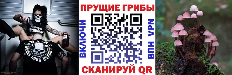 Галлюциногенные грибы Cubensis  Онега 